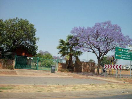 Springtime in Pretoria