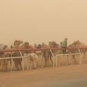 Course de chameaux dans la tempête de sable