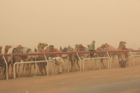 Course de chameaux dans la tempête de sable