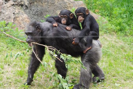 Chimpanzee trekking to Tanzania