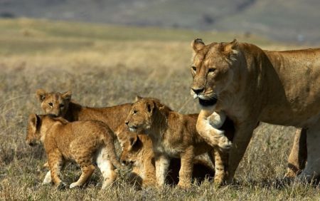 the group of lion is called pride 
