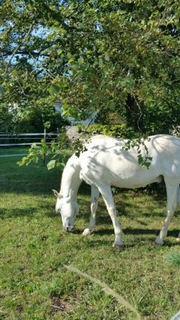 PEGASO ( warmes blut)