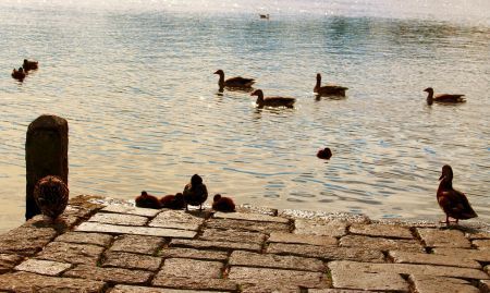 Ducks at Tjörnin