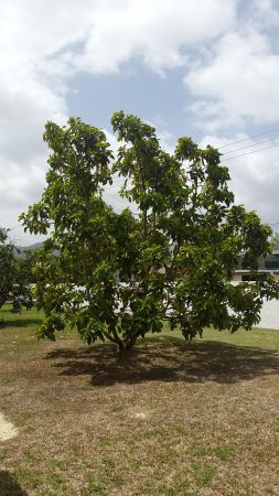bearing Avocado tree