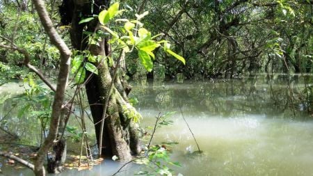 Calmness in the Swamp