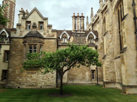 Tree Trinity College