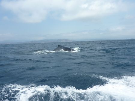 Baleines a Puerto lopez