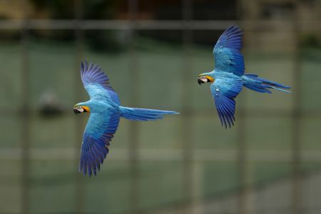 GUACAMAYAS EN CARACAS