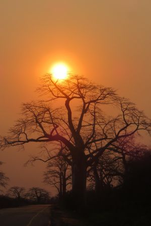 Au pays des baobabs