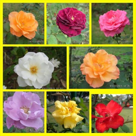 Color of Roses and Rose and Jasmine Garden -Islamabad