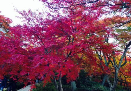 Autumn leaves in Kyoto:)