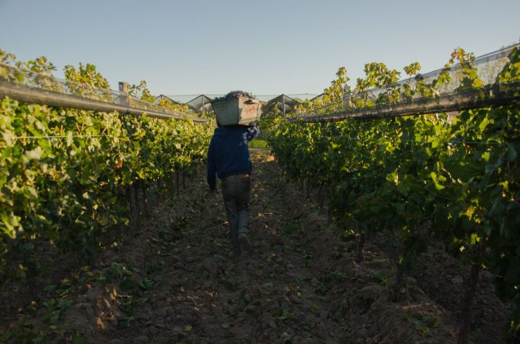 Dans les vignes