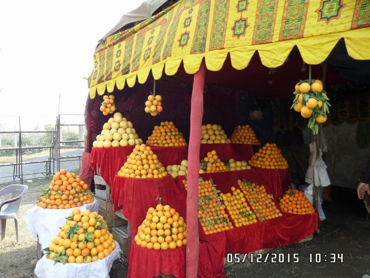 Oranges Farm at Khanpur nearby Islamabad