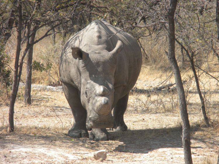 Rhinocéros blanc à Matopos National Park
