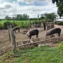 Campo Argentino