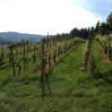 Our vineyard