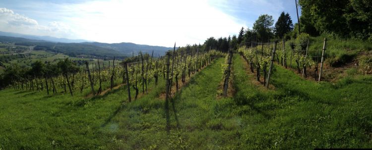 Our vineyard