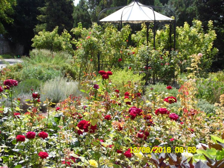 Scented rose garden