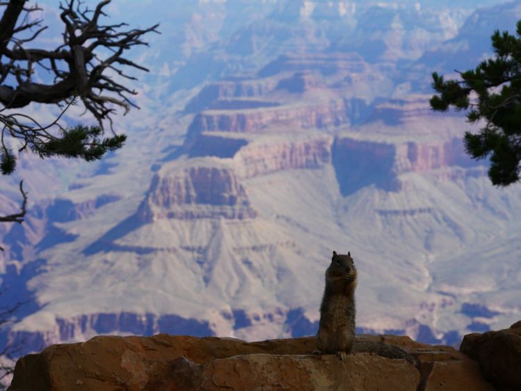 squirrel au Grand Canyon
