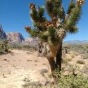 Desert de Mojave, Joshua Tree 