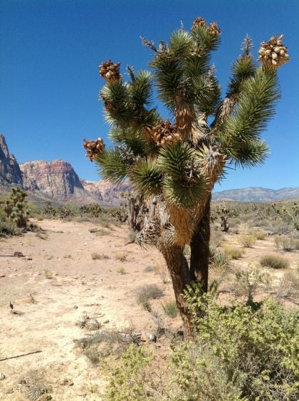 Desert de Mojave, Joshua Tree 