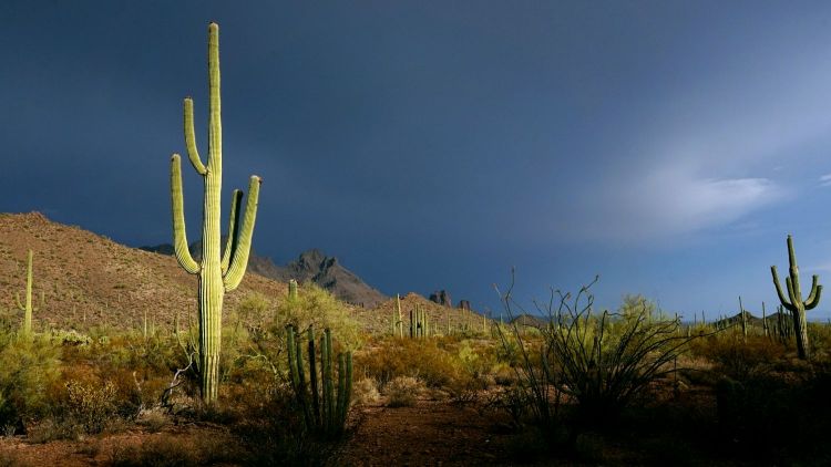 Desert de Sonora