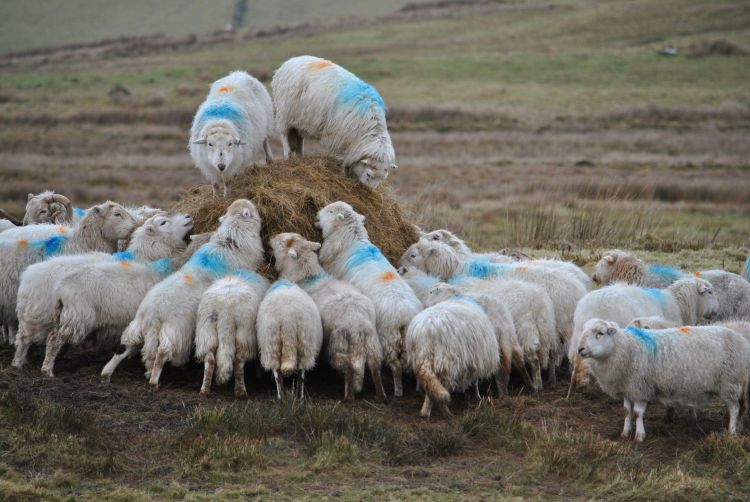 Moutons dans la campagne Galloise 