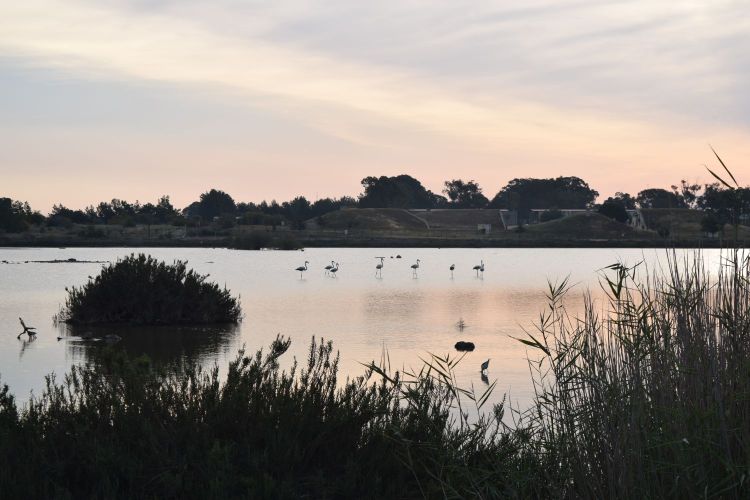 Flamingos at Gulseren Marshland