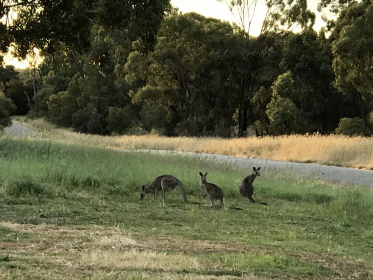 Kangaroos on my farm