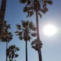 Venice Beach et ses palmiers