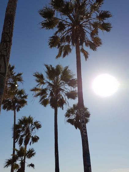 Venice Beach et ses palmiers