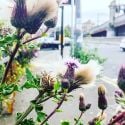 Thistle in the city