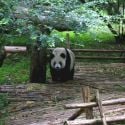 Panda Sanctuary