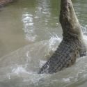 crocodile sauvage