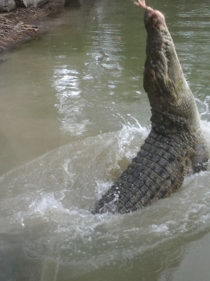 crocodile sauvage