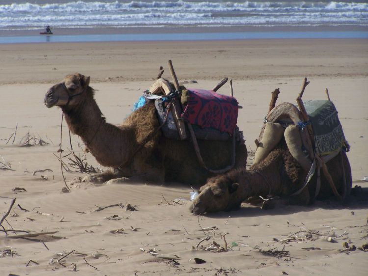 Repos sur la plage d' Essaouira