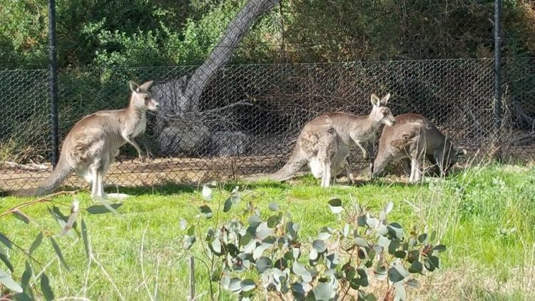kangaroos