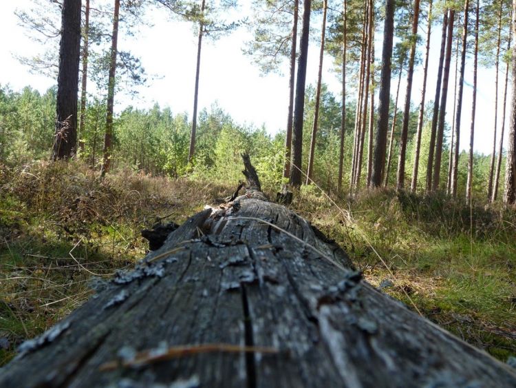 Latvia, forest