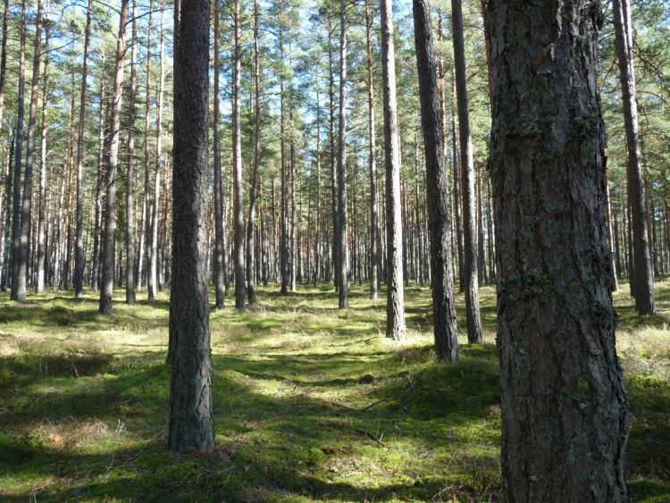 Latvia, forest