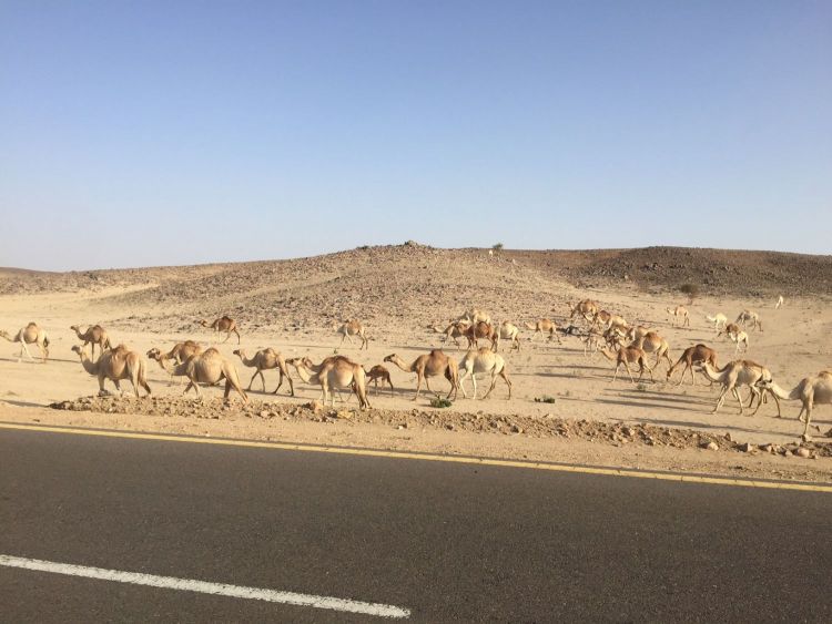 Camels  sunny day