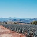 Les champs d'agaves de Tequila