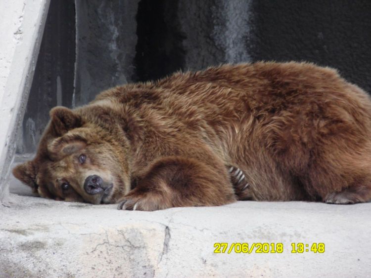 Grizzly chilling!