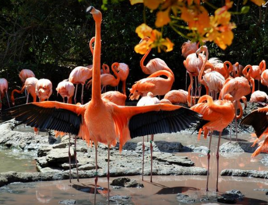 Flamingo in Botanical Gardens