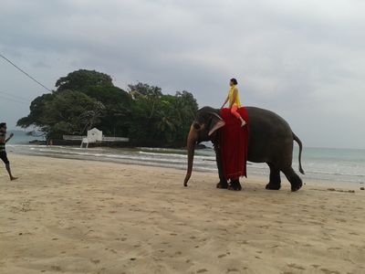 elephant at the Weligama beach