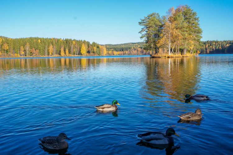 Autumn day in Sognsvann Lake