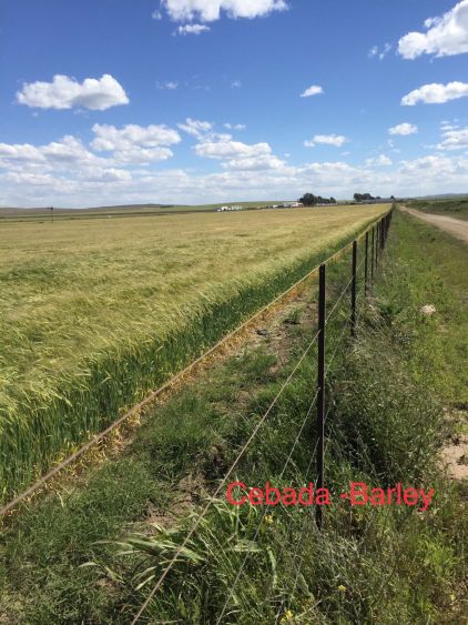 Barley land 