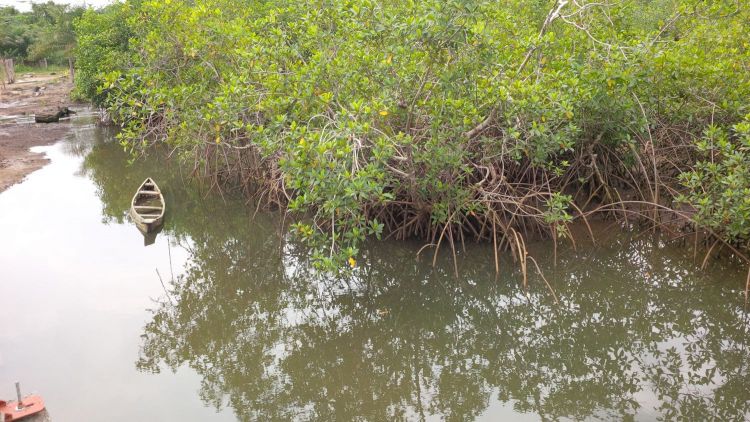 Mangrove d'OKALA -Libreville