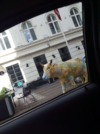 A city cow 