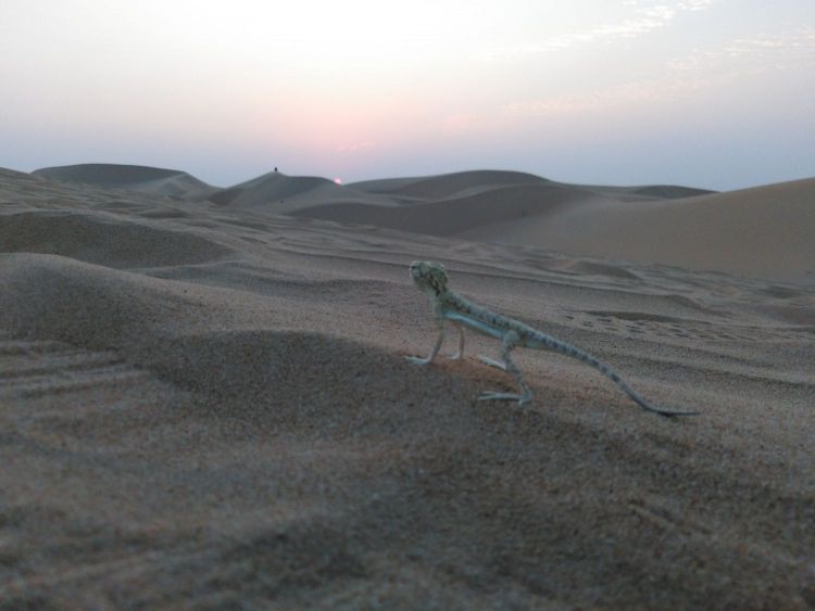 Lizard in desert 