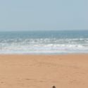 Couple de pigeon sur la plage d'Agadir 